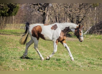Polski koń sportowy, Klacz, 3 lat, 162 cm, Gniada