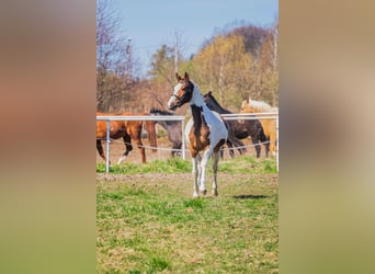 Polski koń sportowy, Klacz, 3 lat, 162 cm, Gniada