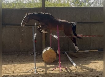 Polski koń sportowy, Klacz, 3 lat, 162 cm, Gniada