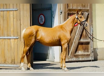 Polski koń sportowy, Klacz, 3 lat, 164 cm, Izabelowata