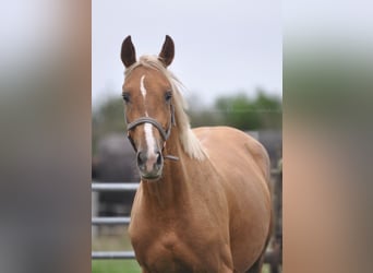 Polski koń sportowy, Klacz, 3 lat, 164 cm, Izabelowata