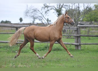 Polski koń sportowy, Klacz, 3 lat, 164 cm, Izabelowata