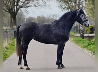 Polski koń sportowy, Klacz, 3 lat, 167 cm, Karosiwa