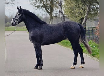 Polski koń sportowy, Klacz, 3 lat, 167 cm, Karosiwa