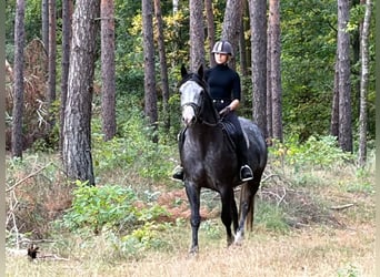 Polski koń sportowy, Klacz, 4 lat, 163 cm, Siwa