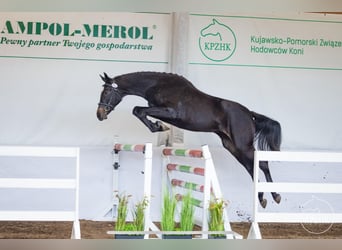 Polski koń sportowy, Klacz, 4 lat, 165 cm, Kara