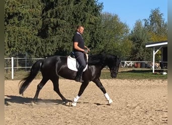 Polski koń sportowy Mix, Klacz, 4 lat, 167 cm, Kara
