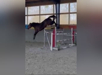 Polski koń sportowy, Klacz, 5 lat, 160 cm, Ciemnogniada