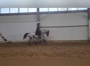 Polski koń sportowy, Klacz, 5 lat, 161 cm, Tarantowata