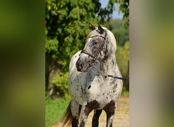 Polski koń sportowy, Klacz, 5 lat, 161 cm, Tarantowata