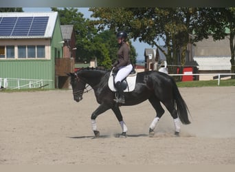 Polski koń sportowy, Klacz, 5 lat, 165 cm, Kara