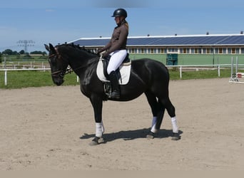 Polski koń sportowy, Klacz, 5 lat, 165 cm, Kara