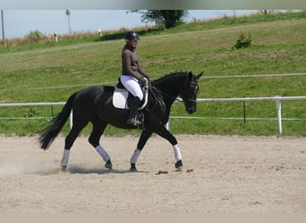 Polski koń sportowy, Klacz, 5 lat, 165 cm, Kara