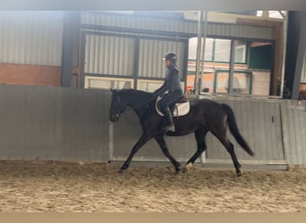 Polski koń sportowy, Klacz, 5 lat, 165 cm, Skarogniada