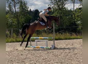 Polski koń sportowy, Klacz, 5 lat, 166 cm, Ciemnogniada