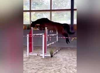 Polski koń sportowy, Klacz, 5 lat, 166 cm, Ciemnogniada