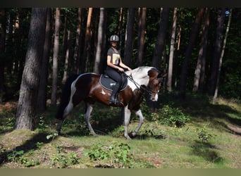 Polski koń sportowy, Klacz, 5 lat, 167 cm, Srokata