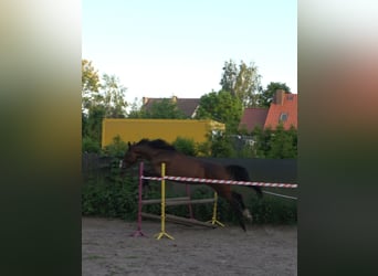 Polski koń sportowy, Klacz, 5 lat, 168 cm, Gniada