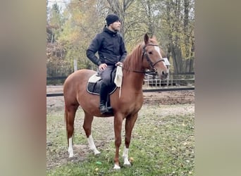 Polski koń sportowy, Klacz, 6 lat, 153 cm, Kasztanowata