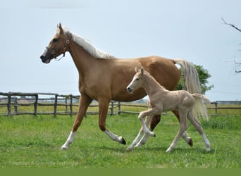Polski koń sportowy, Klacz, 6 lat, 168 cm, Izabelowata