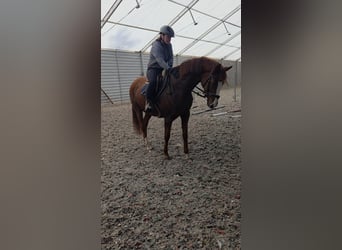 Polski koń sportowy, Klacz, 7 lat, 162 cm, Kasztanowata