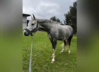 Polski koń sportowy, Klacz, 7 lat, 162 cm, Siwa