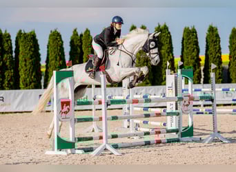 Polski koń sportowy, Klacz, 7 lat, 166 cm, Siwa