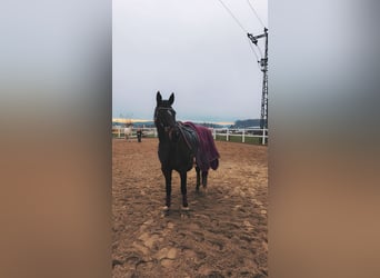 Polski koń sportowy, Klacz, 8 lat, 160 cm, Gniada