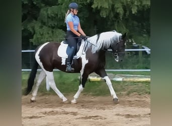 Polski koń sportowy, Klacz, 8 lat, 160 cm