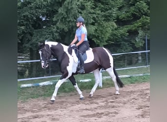 Polski koń sportowy, Klacz, 8 lat, 160 cm