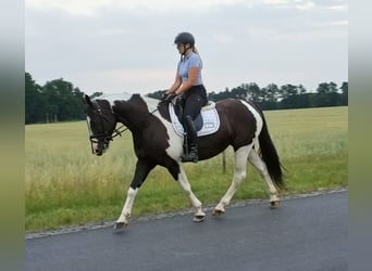 Polski koń sportowy, Klacz, 8 lat, 160 cm