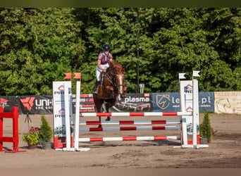 Polski koń sportowy, Klacz, 9 lat, 160 cm, Kasztanowata