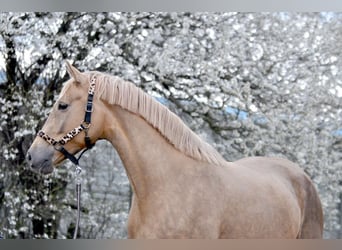 Polski koń sportowy, Klacz, 9 lat, 166 cm, Izabelowata