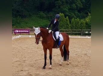 Polski koń sportowy, Ogier, 12 lat, 172 cm, Gniada