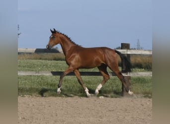 Polski koń sportowy, Ogier, 1 Rok, 155 cm, Gniada