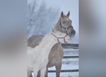 Polski koń sportowy, Ogier, 1 Rok, 167 cm, Cremello