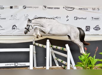 Polski koń sportowy, Ogier, 2 lat, 160 cm, Siwa