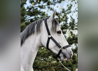 Polski koń sportowy, Ogier, 2 lat, 160 cm, Siwa