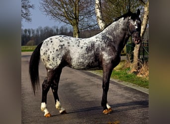 Polski koń sportowy, Ogier, 3 lat, 164 cm, Tarantowata