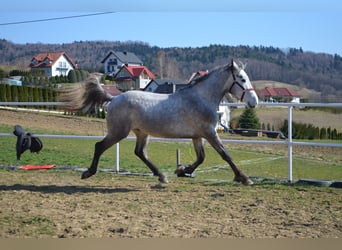 Polski koń sportowy, Ogier, 3 lat, 170 cm, Siwa