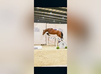 Polski koń sportowy, Ogier, 3 lat, 174 cm, Gniada