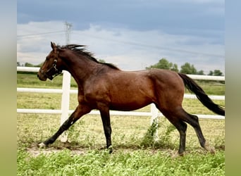 Polski koń sportowy, Ogier, 4 lat, 167 cm, Gniada