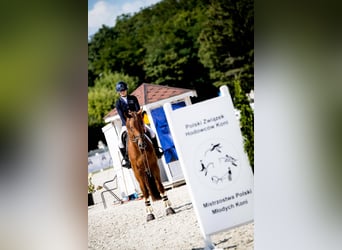 Polski koń sportowy, Ogier, 5 lat, 168 cm, Kasztanowata