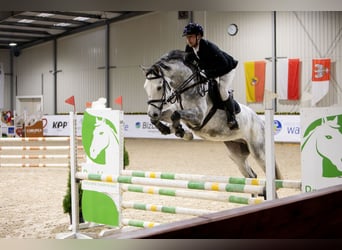 Polski koń sportowy, Ogier, 5 lat, 169 cm, Siwa