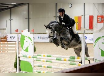 Polski koń sportowy, Ogier, 5 lat, 170 cm, Siwa jabłkowita