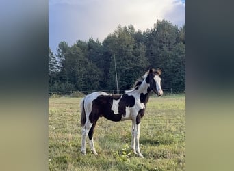 Polski koń sportowy, Ogier, Źrebak (05/2026), 165 cm, Srokata