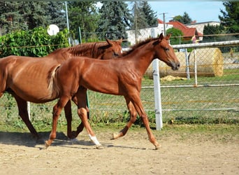 Polski koń sportowy, Ogier, Źrebak (03/2025), 170 cm, Kasztanowata