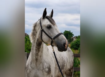 Polski koń sportowy, Wałach, 10 lat, 176 cm, Siwa