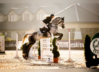 Polski koń sportowy, Wałach, 10 lat, 176 cm, Siwa
