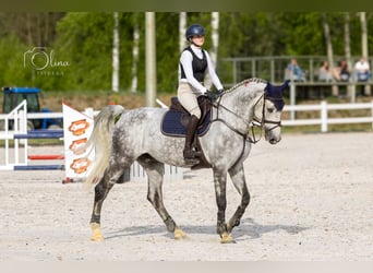 Polski koń sportowy, Wałach, 10 lat, 176 cm, Siwa